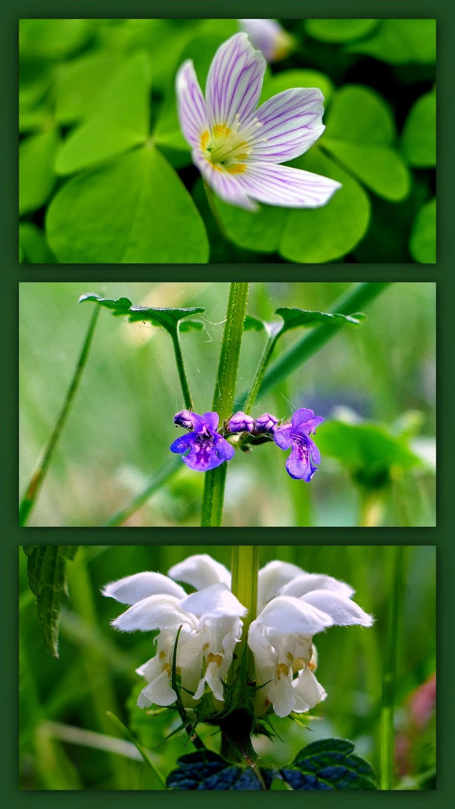 Blumenwiese in Kattenvenne.jpeg
